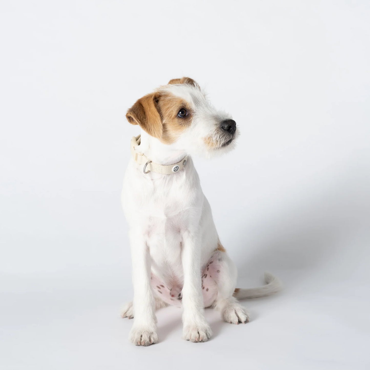 Collier pour chien en tissu