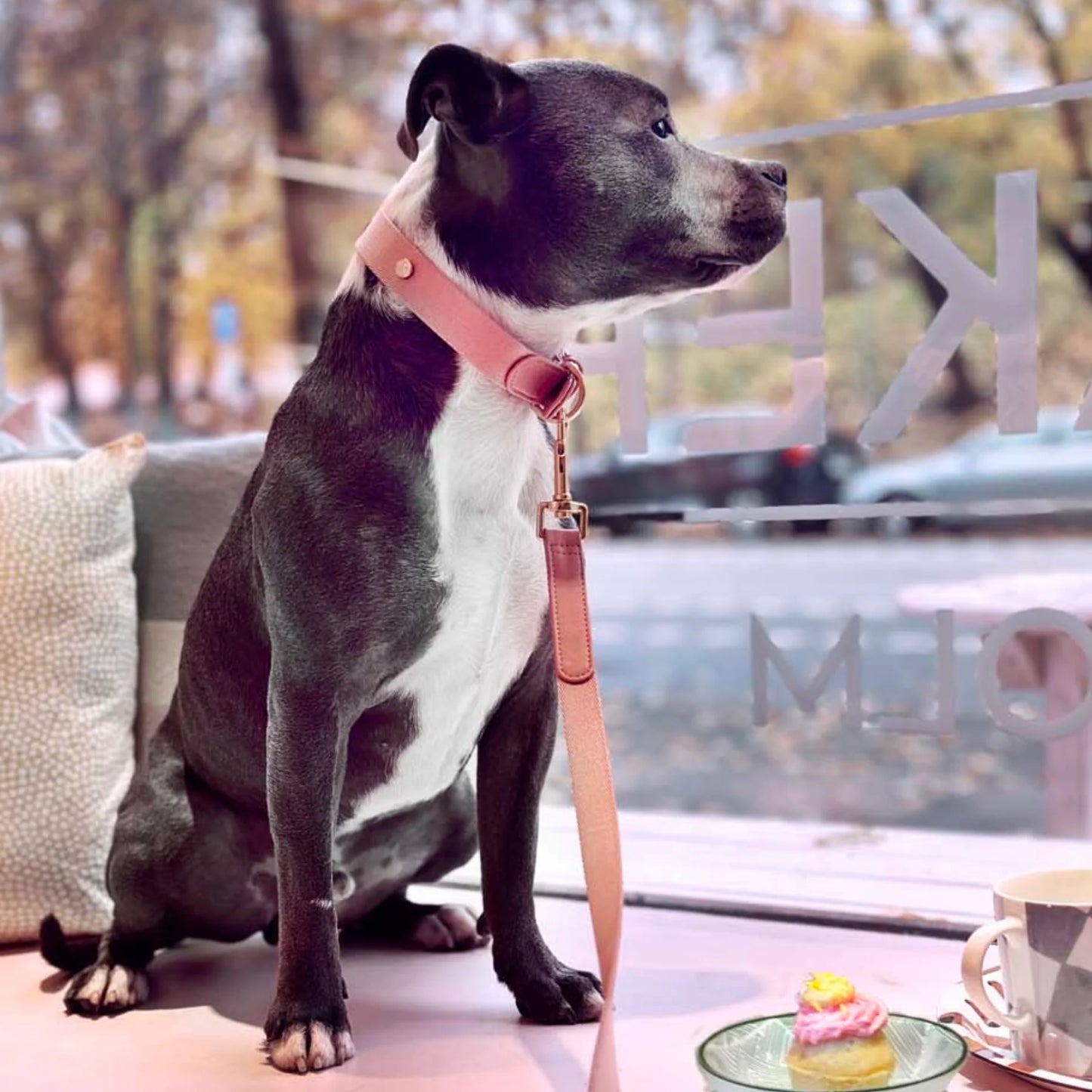 Laisse de marche en cuir et tissu