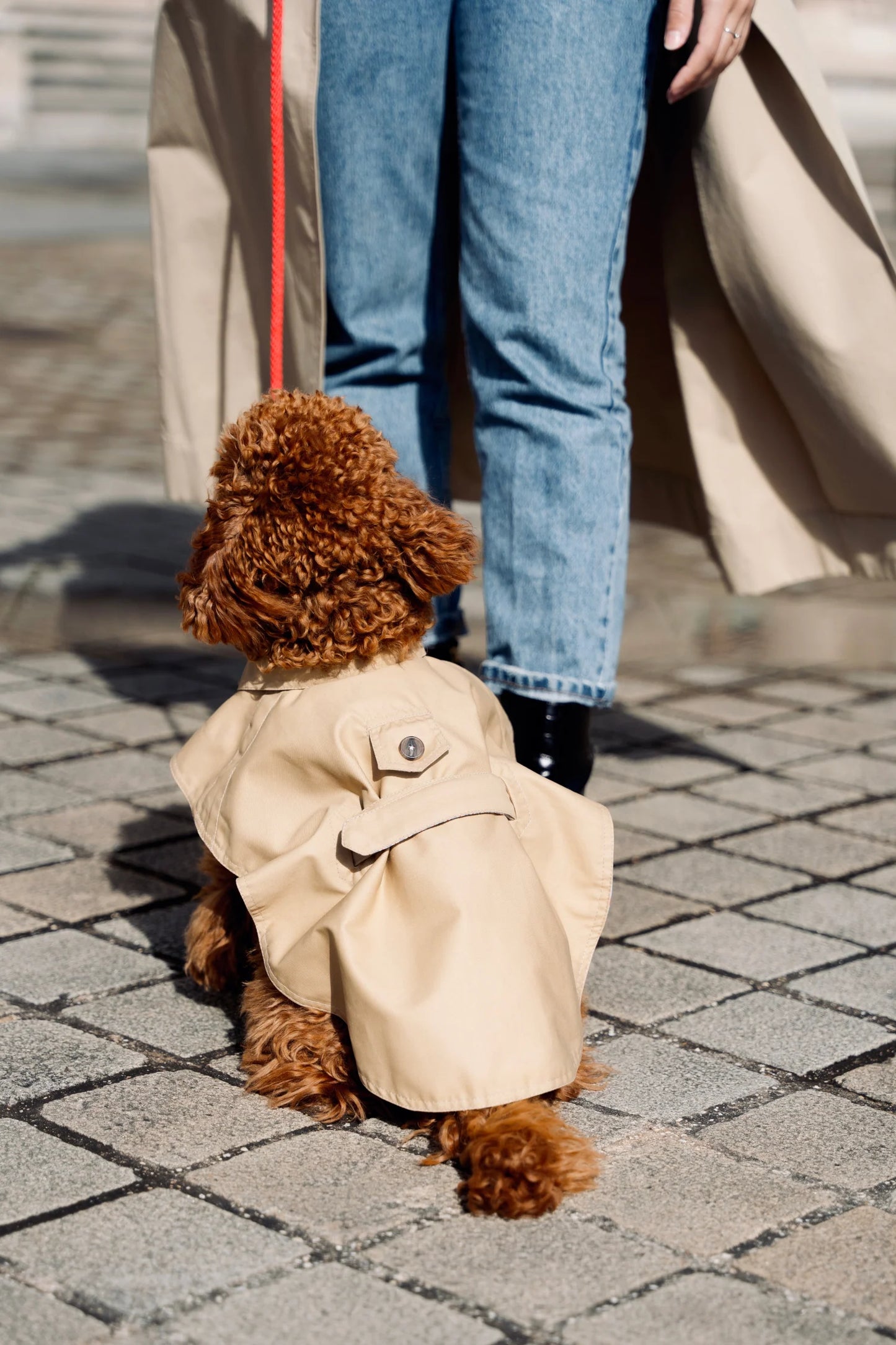 Trench imperméable pour chien