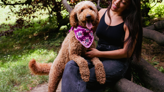 Comment socialiser son chien en ville : conseils pour Paris
