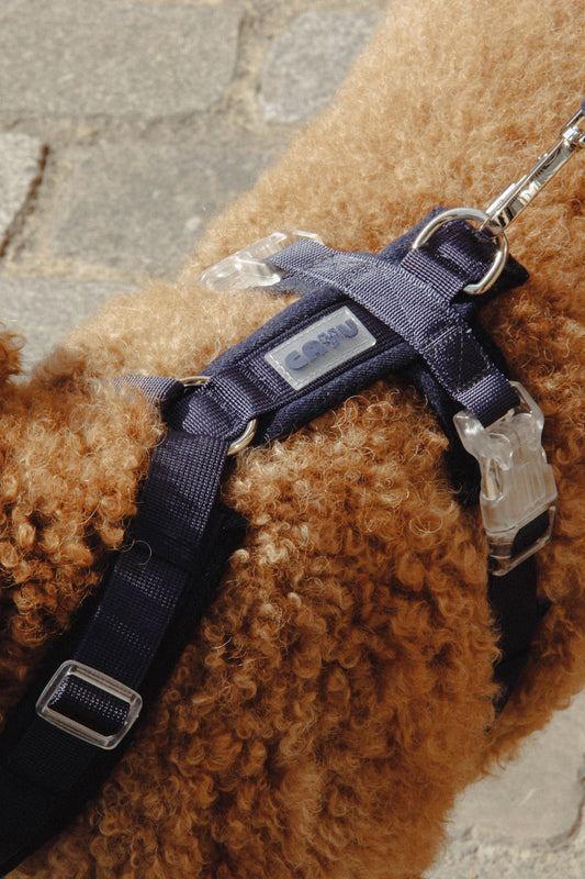 Laisse, harnais ou collier : quelle est la meilleure option pour promener son chien ?