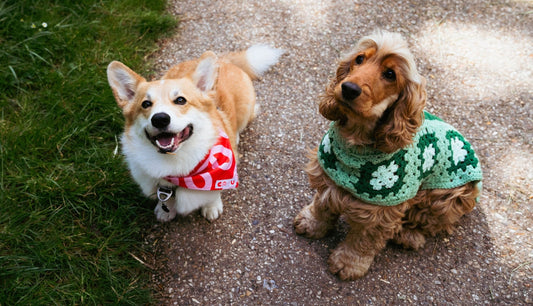 Cayu Canidés Club : le dog café et boutique incontournable de Paris 19e