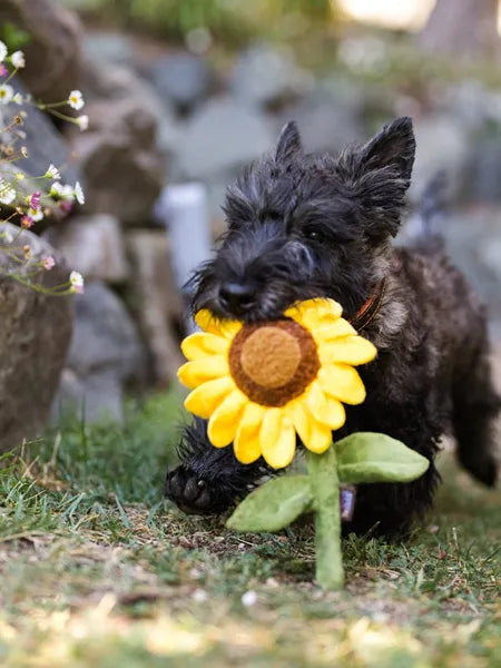Blooming Buddies Collection assy Sunflower
