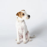 Collier pour chien en tissu