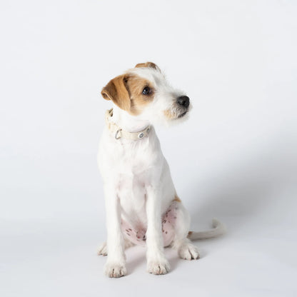 Collier pour chien en tissu