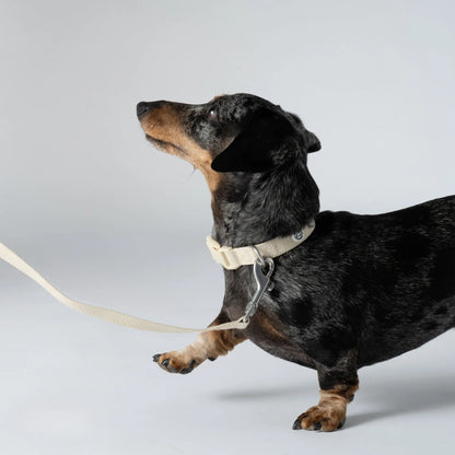 Collier pour chien en tissu