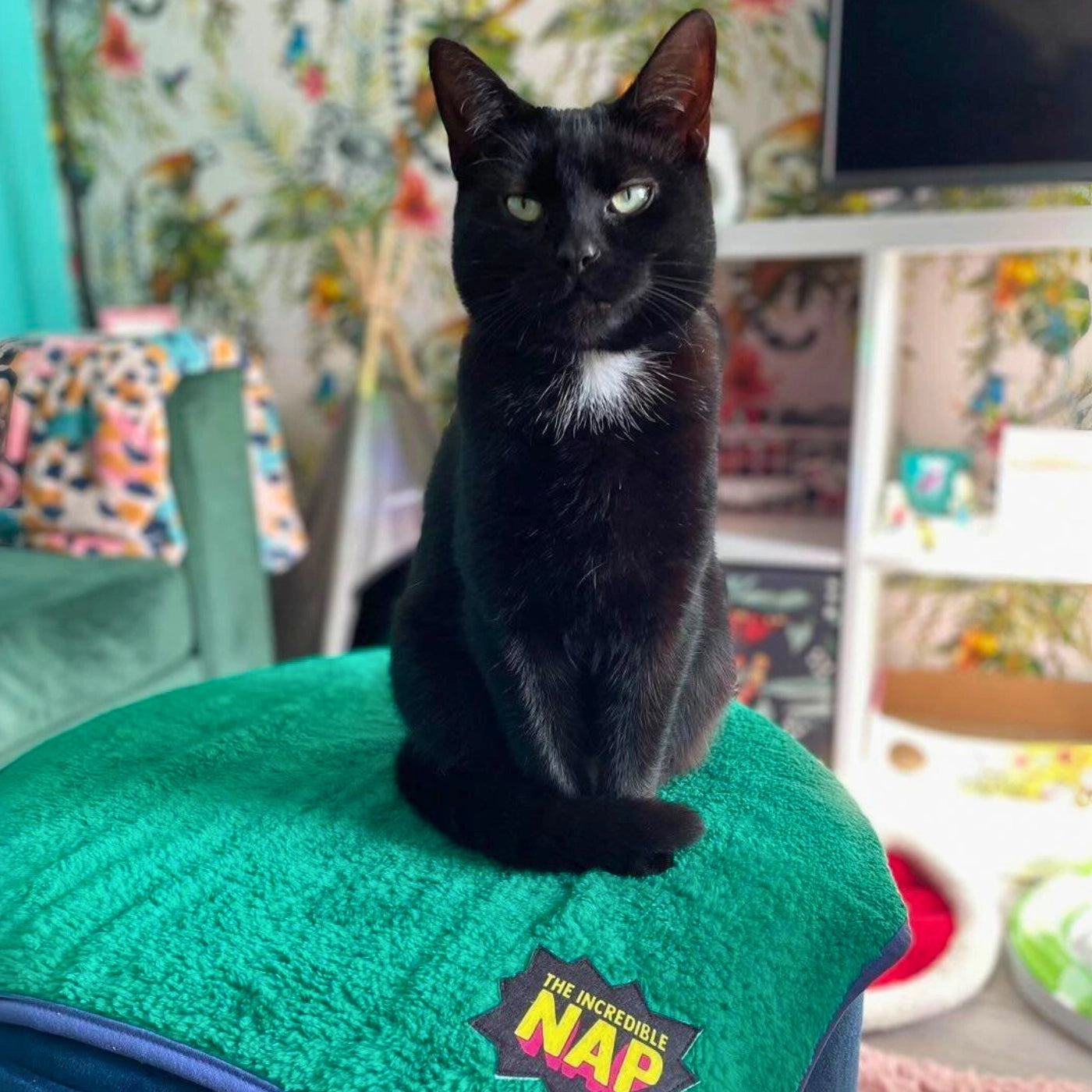 Couverture The Incredible Nap
