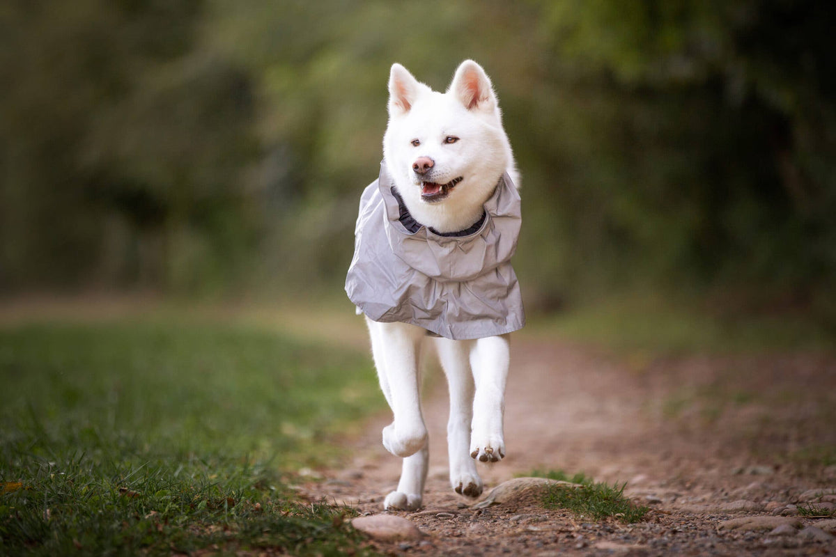 Manteau imperméable de randonnée à haute visibilité