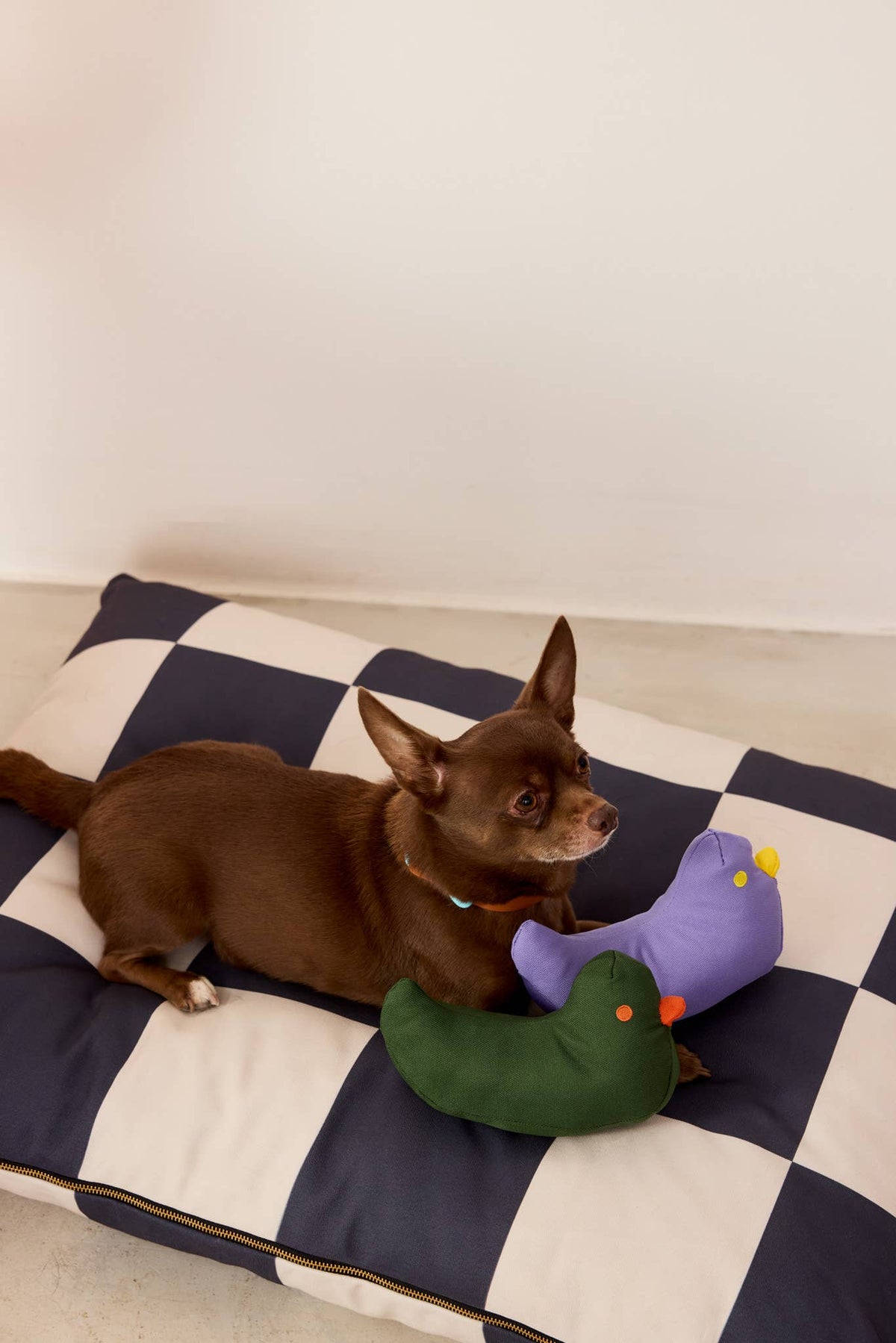 Lit pour chien