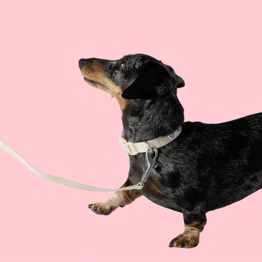 Collier pour chien en tissu