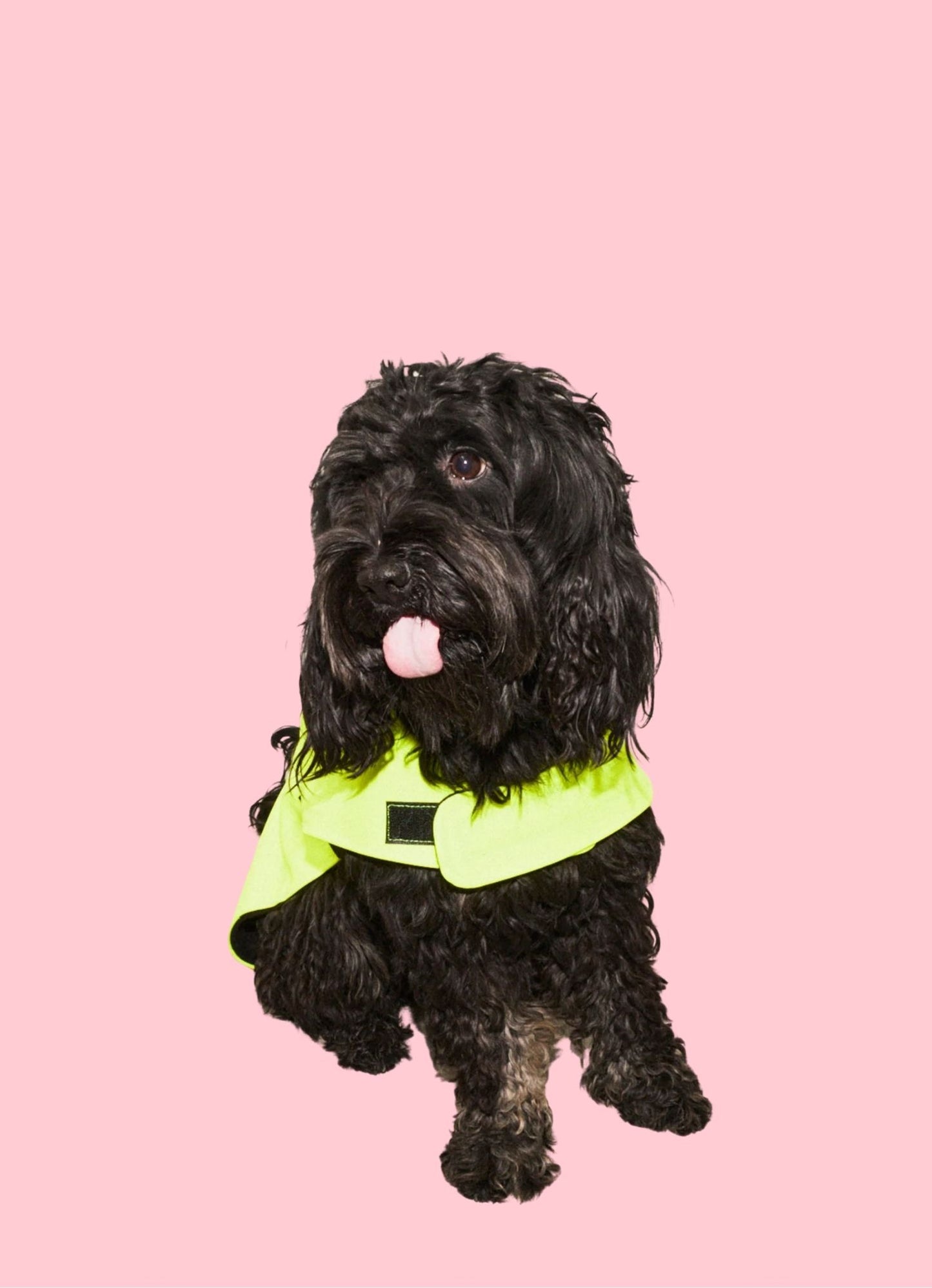 Imperméable pour chien