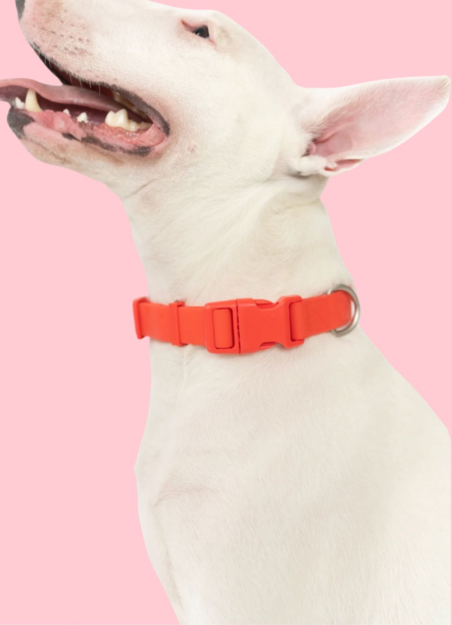 Collier waterproof