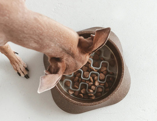 Insert anti-glouton pour chien