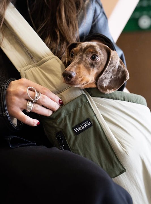 Sac transport chien