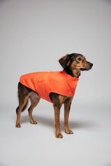Manteau imperméable pour chien