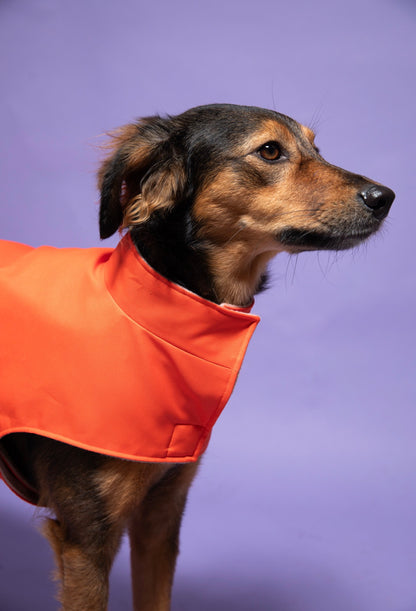 Manteau imperméable pour chien