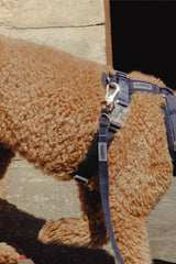 Harnais | DENIM