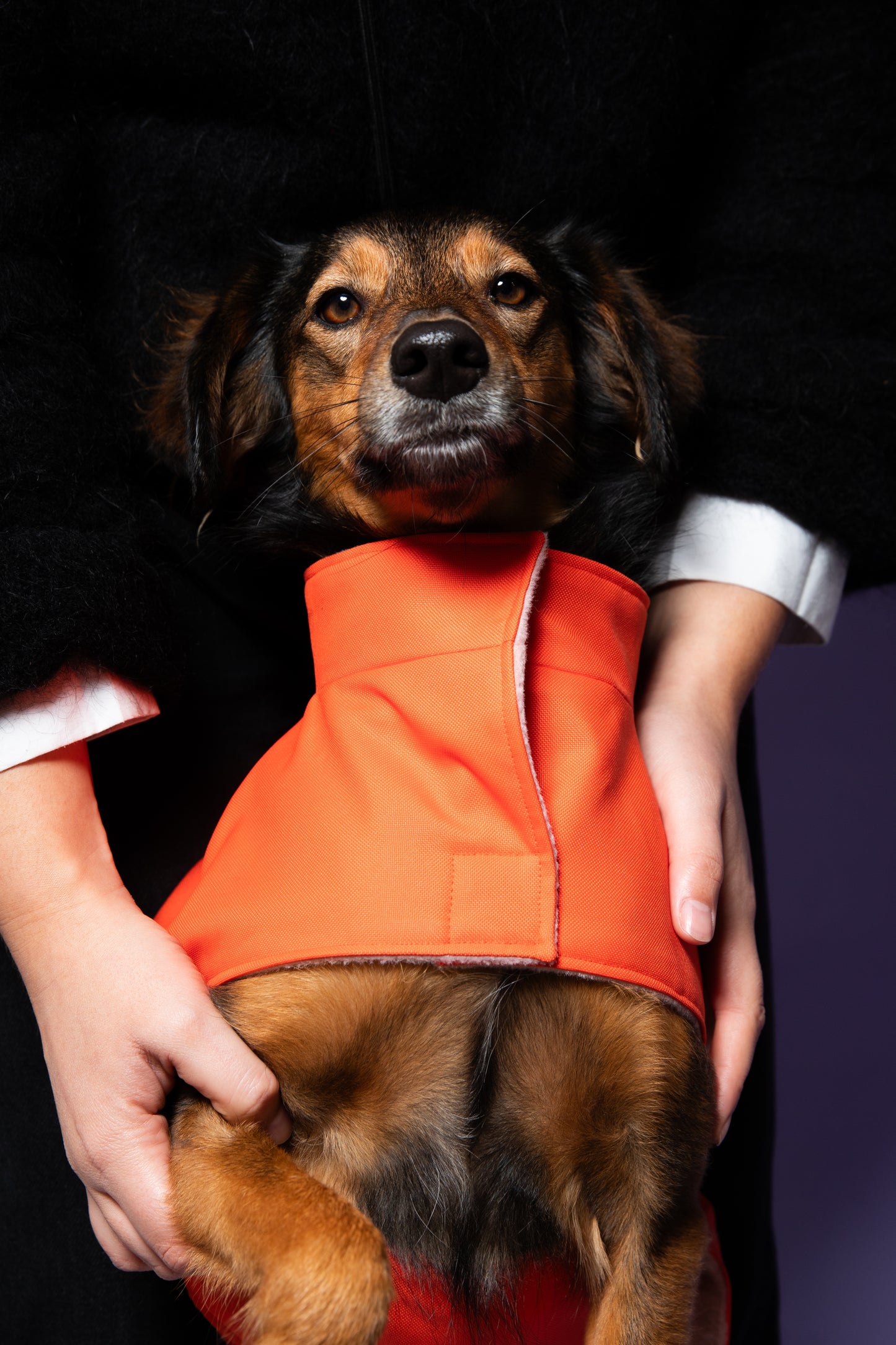 Manteau imperméable pour chien