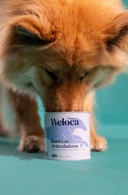 Complément alimentaires articulations