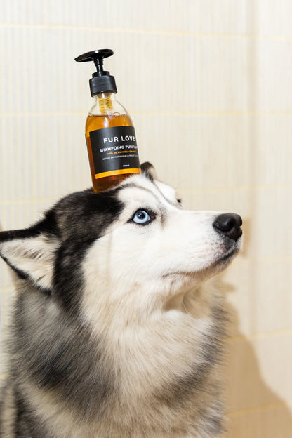 Shampoing purifiant