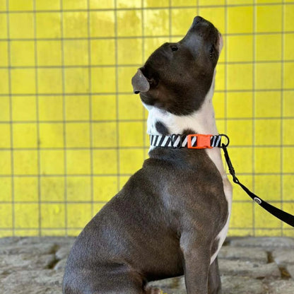 Collier pour chien en tissu