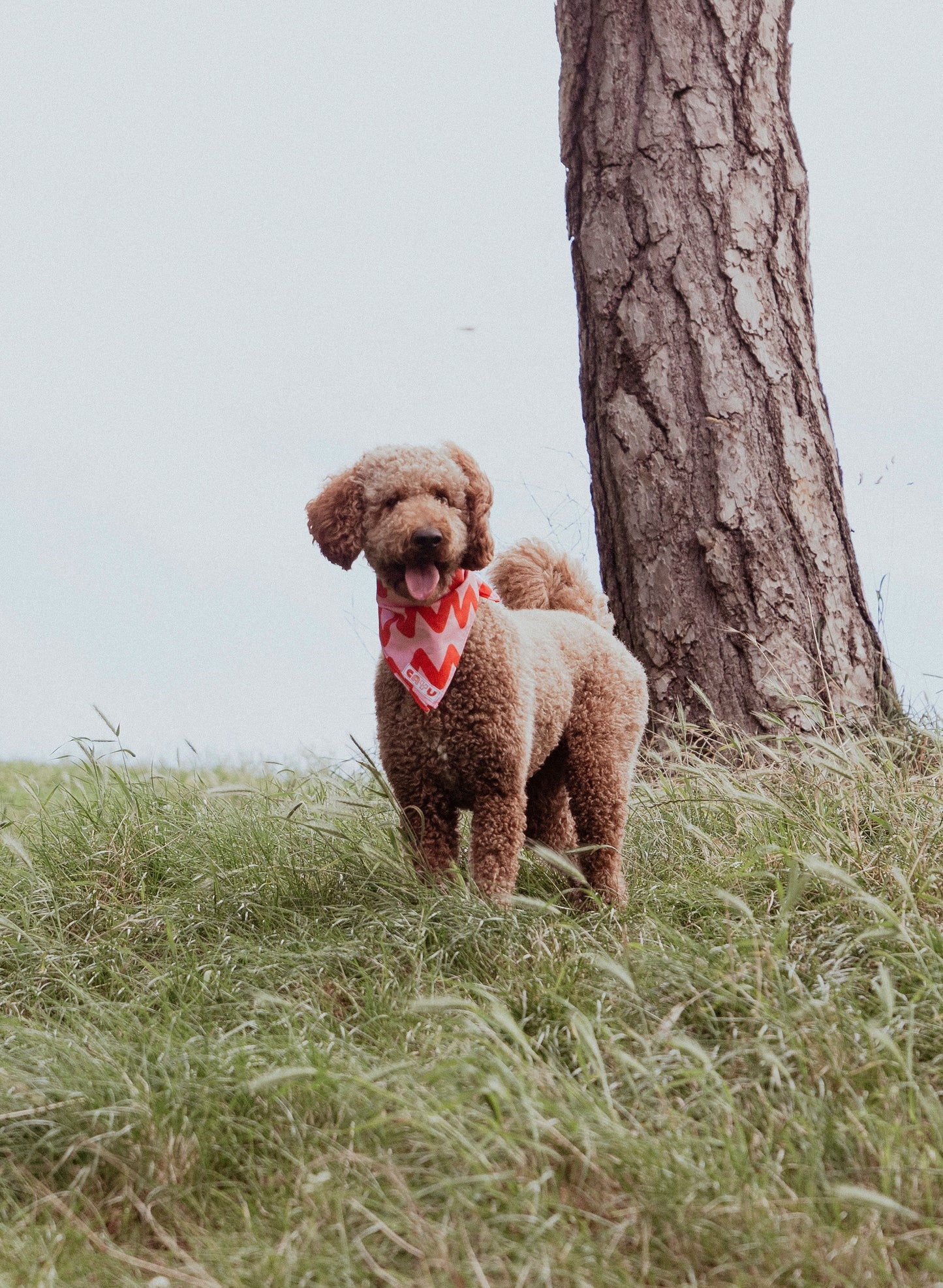 Bandana en coton / zig zag - Cayu Canidés Club