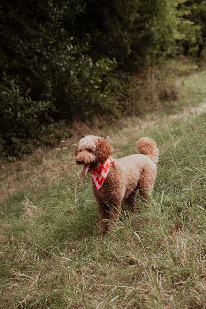 Bandana en coton / zig zag - Cayu Canidés Club