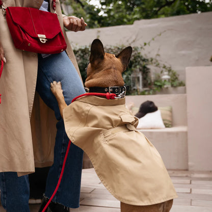 Trench imperméable pour chien